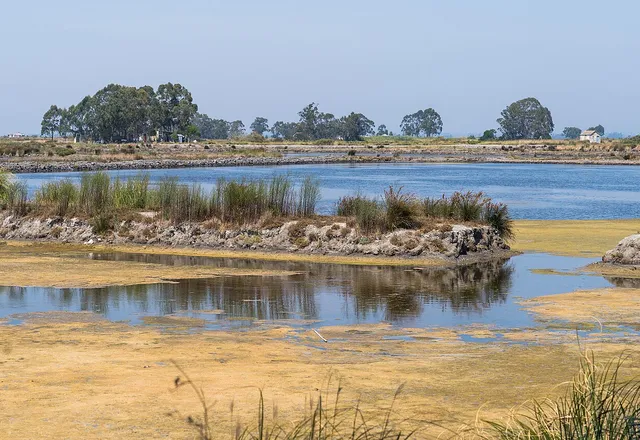 Salinas de Aveiro com tanques de água e vegetação junto à Ria