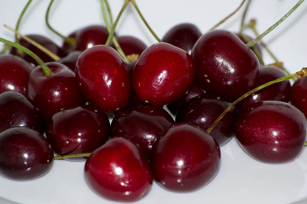 Cerejas maduras e brilhantes, com pé, num prato